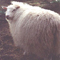 Image of white Icelandic fleece