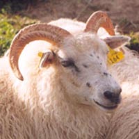 The black freckles on this ewes face is not spotting. Small patches of color either black or brown can sometimes be seen on face ears legs and body. Most commonly seen on face and ears. This is a white ewe that does not carry spotting. Image of a freckled Icelandic sheep