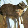 Image of a grey grey-mouflon