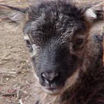 Image 06 showing unusual patterning of Hnykill's offspring