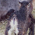 Image 13 showing unusual patterning of Hnykill's offspring