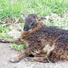 Image 02 of a grouflon lamb