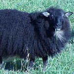 Image 02 showing Hnykill's offspring that turned jet black as they matured