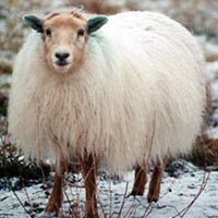The red color on the head and legs of this white ewe is caused from the pigment Phaeomelanin. Image of an Icelandic sheep that exhibits the Phaeomelanin gene