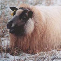 Image of an Icelandic sheep that exhibits the Phaeomelanin gene