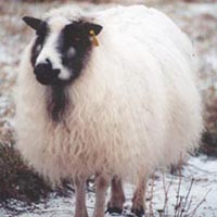 This spotted black badgerface ewe shows no Phaeomelanin in the white spotted area of her coat. Spotting nullifies or masks the Phaeomelanin pigment. Notice that her legs are red. This indicates that she is not white spotted on her legs. She shows that she is exhibiting and carrying Phaeomelanin. Image of an Icelandic sheep that exhibits the Phaeomelanin gene