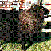 Icelandic Sheep Huron County, Howick