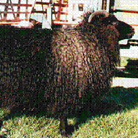 Image of imported Icelandic sheep #400 Svort