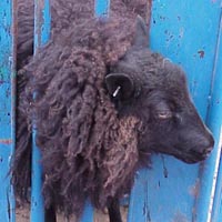 Lamb in head catch. This head catch is adjustable to fit lambs or adult sheep. Image of lamb in headcatch
