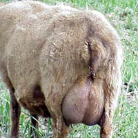 Image 01 of a milking udder on an Icelandic sheep