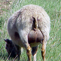 02. A milking udder on an Icelandic sheep Image 02 of a milking udder on an Icelandic sheep