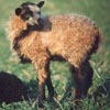 Example of an Icelandic sheep exhibiting the badgerface pattern