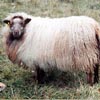 Example of an Icelandic sheep exhibiting the badgerface pattern