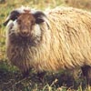 Example of an Icelandic sheep exhibiting the grey pattern