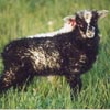 Example of an Icelandic sheep exhibiting the grey pattern