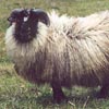 Example of an Icelandic sheep exhibiting the grey pattern