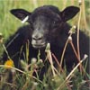 Example of an Icelandic sheep exhibiting the grey pattern