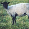 Example of an Icelandic sheep exhibiting the grey pattern