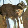 Example of an Icelandic sheep exhibiting the grey mouflon pattern