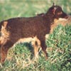 Example of an Icelandic sheep exhibiting the mouflon pattern