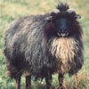 Example of an Icelandic sheep exhibiting the mouflon pattern