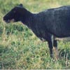 Example of an Icelandic sheep exhibiting the mouflon pattern