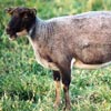 Example of an Icelandic sheep exhibiting the mouflon pattern