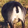 Example of an Icelandic sheep exhibiting the mouflon pattern