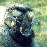 Photo of Ray Pet STS366E showing his almost togless fleece Image 01 of Ray Pet STS366E