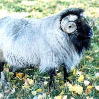 Another photo of Ray Pet STS366E showing his almost togless fleece Image 02 of Ray Pet STS366E