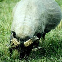 Photo of Ray Pet STS366E showing his beautiful rattlesnake horns. Image 03 of Ray Pet STS366E