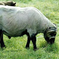 Photo of Ray Pet STS366E showing his large rumen and excellent meat conformation. Image 04 of Ray Pet STS366E