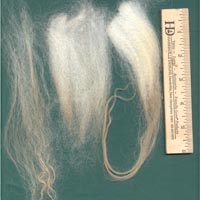 Separated fleece lock: Tog, thel and whole lock Image of a lock of Icelandic sheep fleece seperated into tog, thel and whole lock