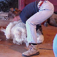 The freshly shorn fleece minus the belly wool is scooped up, cut side down, off of the shearing floor by Dawn Ann Freshly shorn Icelandic fleece
