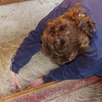 Emily gives the vaccinations to the ewe lambs before they are tipped onto the shearing floor Image of ewe lamb being given vaccincations
