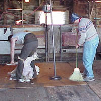 Ralph shears while Susan sweeps shearing floor Image of shearing Icelandic sheep