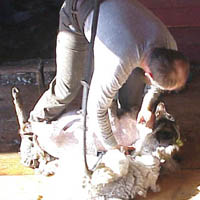 Ralph shearing Image of Icelandic sheep being shorn
