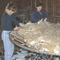 Fleece is throws it in the air carefully over a skirting table Image of fleece being thrown onto a skirting table