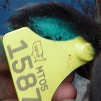 Tagged sheep's ear Image of tagged sheep's ear
