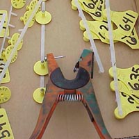 Sheep tags and tagger Image of sheep tags and tagger