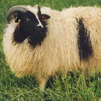 This sheep carries two spotting pattern genes and is therefore spotted Image of a spotted Icelandic sheep