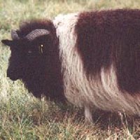 Image of a spotted Icelandic sheep