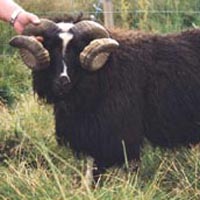 This Icelandic sheep is also spotted Image of a spotted Icelandic sheep
