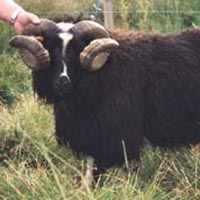 Image of a spotted Icelandic sheep