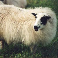 Sometimes the spotting is so extensive that it is hard to tell what pattern the sheep is carrying. In this case the white eye spots under the eyes of this spotted black badgerface ewe identifies her pattern. Image of a spotted Icelandic sheep