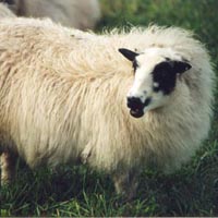 Image of a spotted Icelandic sheep