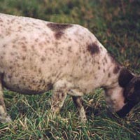 This moorit ewe exhibits a Dalmatian type spotting pattern. The small spots are not seen in the full fleece and are only seen when the animal is sheared. However streaks of color will show up in the locks. Image of a spotted Icelandic sheep