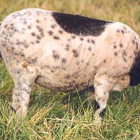 This black ewe also exhibits a Dalmatian type spotting pattern Image of a spotted Icelandic sheep