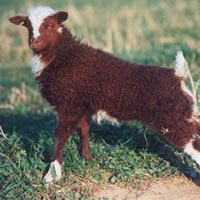 This spotted moorit ewe lamb shows off her flashy spotting pattern. Image of a spotted Icelandic sheep