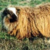 Image of a spotted moorit Icelandic ewe.